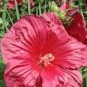 Hibiscus moscheutos fleur (2)